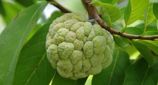 Benefits of Custard Apple