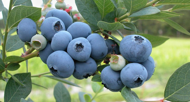 Benefits of Blueberry