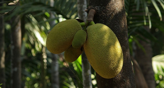 Benefits of Jackfruit