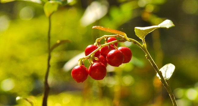 Benefits of Cranberry