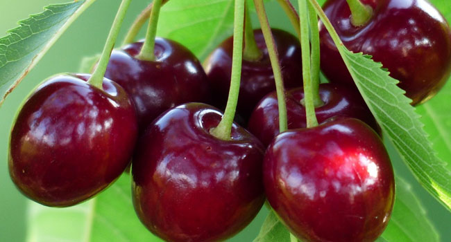 Benefits of Cherry