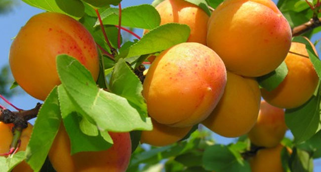 Benefits of Apricots