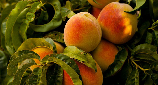 Benefits of Peach