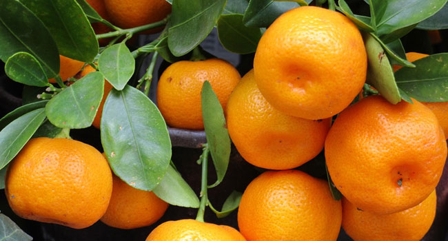 Benefits of Tangerine