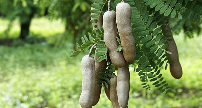 Benefits of Tamarind