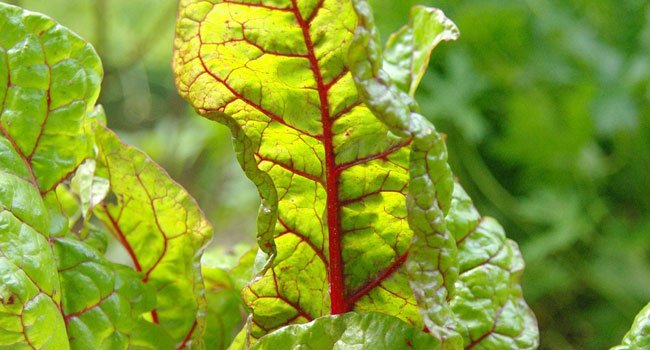 Benefits of Chard