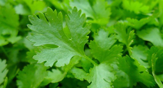 Benefits of Parsley