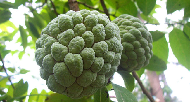 Benefits of Sugar Apple