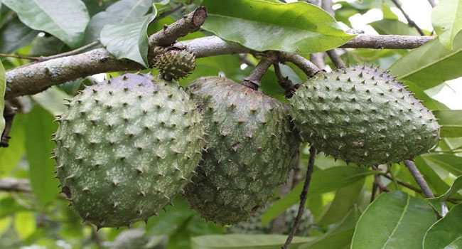 Benefits of Soursop