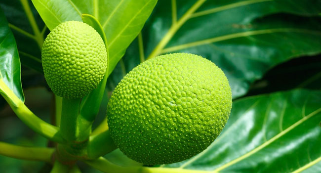 Benefits of Breadfruit