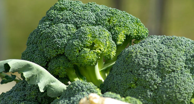 Benefits of Broccoli