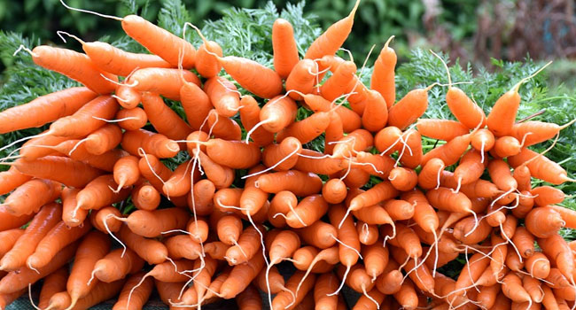 Benefits of Carrot