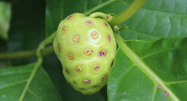 Benefits of Noni