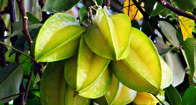 Benefits of Star Fruit