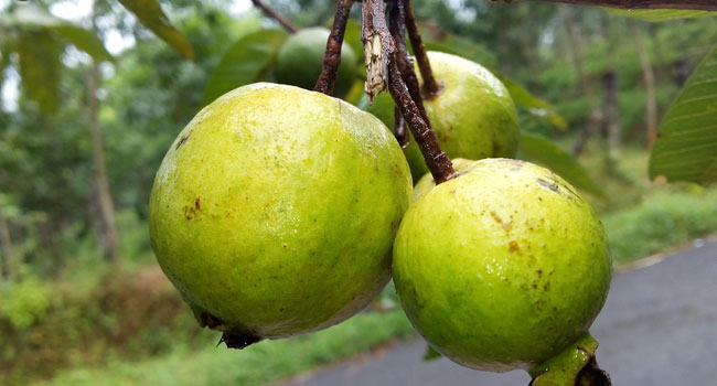 Benefits of Guava