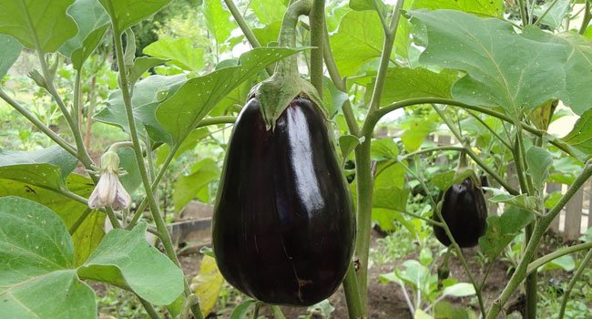 Benefits of Eggplant