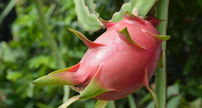 Benefits of Dragon Fruit