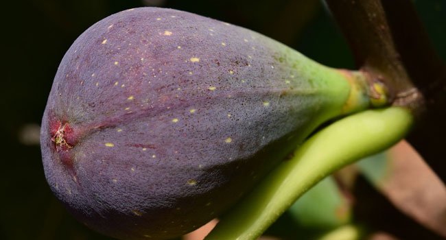 Benefits of Fig