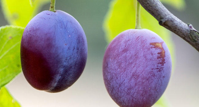 Benefits of Plum