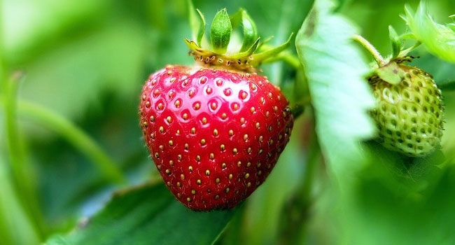 Strawberry Health Benefits