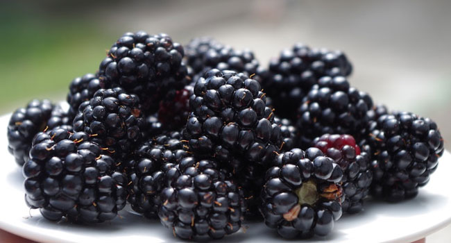 Benefits of Blackberry