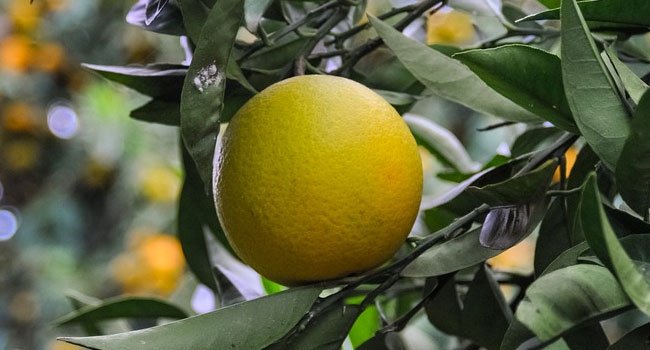 Benefits of Grapefruit