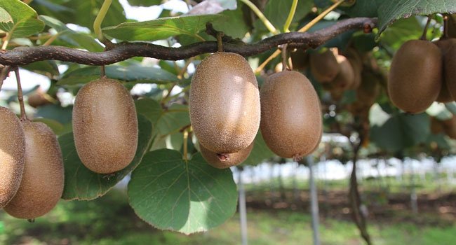 Benefits of Kiwi