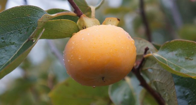 Benefits of Persimmon