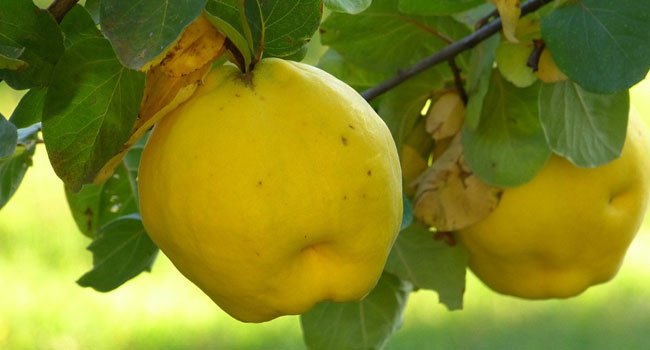 Benefits of Quince