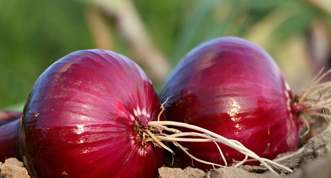 Benefits of Onion